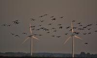 Flyvende gæs og vindmøller ved Nordfyn